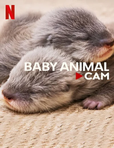 Động vật bé cưng trên cameraHình bìa