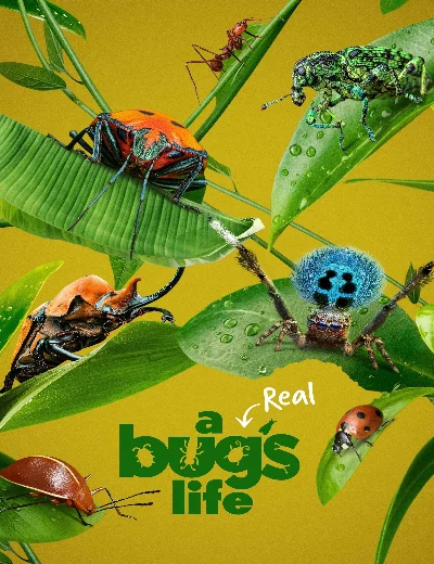 A Real Bug's LifeHình bìa