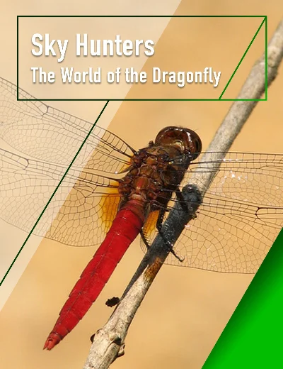 Sky Hunters - The World of DragonflyHình bìa
