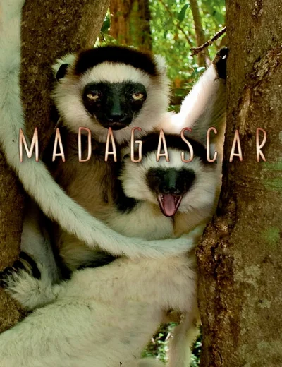 Madagascar 2011Hình bìa